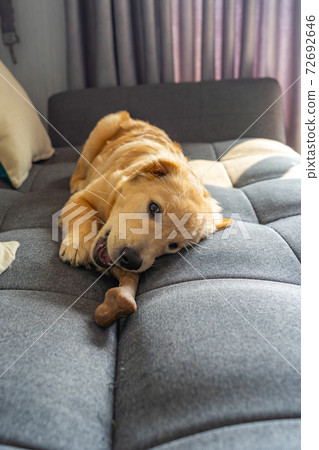 Little golden retriever playing with tasty rawhide bone on sofa 72692646
