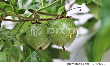 Mantis perching on passion fruit Mantis perching on passion fruit 72692729
