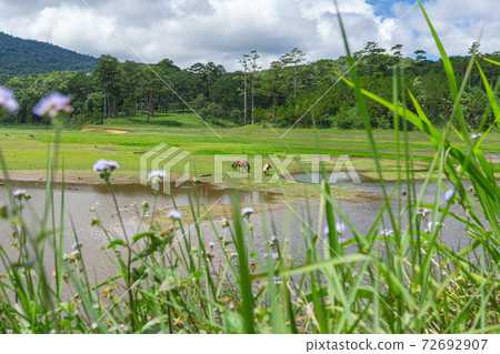 Fresh green grass field and lake under blue sky Fresh green grass field and lake under blue sky 72692907