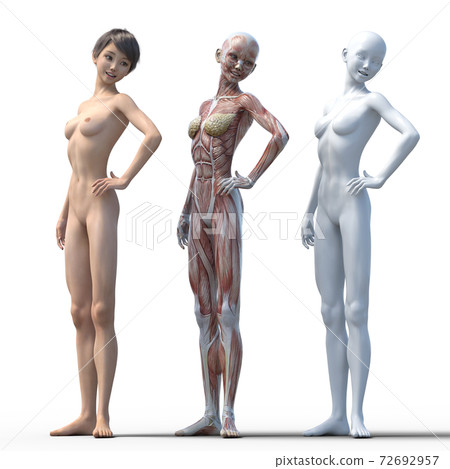 肌肉標本女性perming3DCG插圖素材 肌肉標本女性perming3DCG插圖素材 72692957