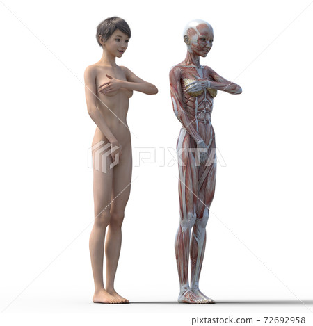 肌肉標本女性perming3DCG插圖素材 肌肉標本女性perming3DCG插圖素材 72692958