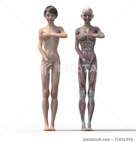 肌肉標本女性perming3DCG插圖素材 肌肉標本女性perming3DCG插圖素材 72692959