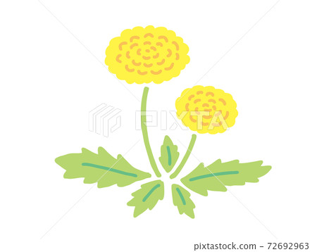 蒲公英的手繪插圖 72692963