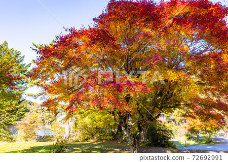 （長野縣）松原湖岸上的秋葉 72692991