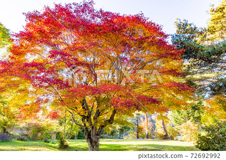 (Nagano Prefecture) Lake Matsubara Autumn leaves on the shore 72692992