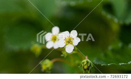 草莓花 草莓花 72693172