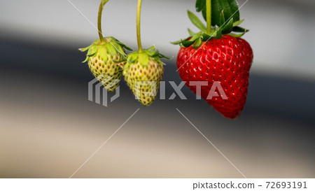 Red and delicious red strawberries 72693191