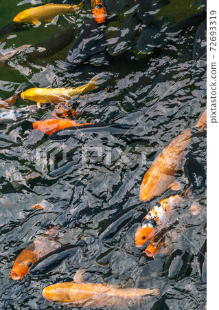 Closeup photo of colorful carp fish swimming on water surface 72693319