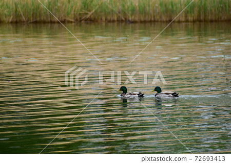 Two mallards traveling through a swamp Two mallards traveling through a swamp 72693413