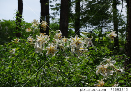 Golden-rayed lily in the Showa Manyo Forest, Ohira Village, Miyagi Prefecture 72693843