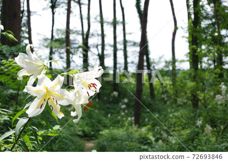 宮城縣大平村昭和萬葉之森的山百合 72693846