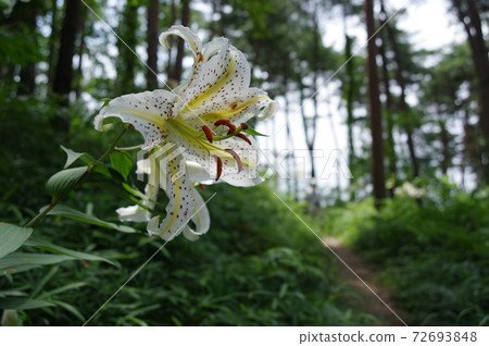 宮城縣大平村昭和萬葉之森的山百合 宮城縣大平村昭和萬葉之森的山百合 72693848