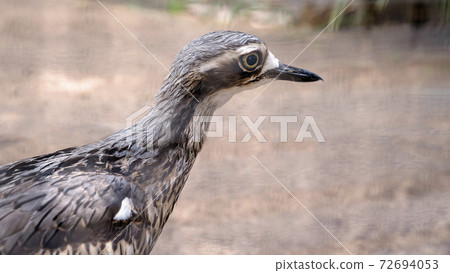 An Australian Curlew An Australian Curlew 72694053
