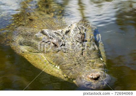 An Australian Saltwater Crocodile 72694069