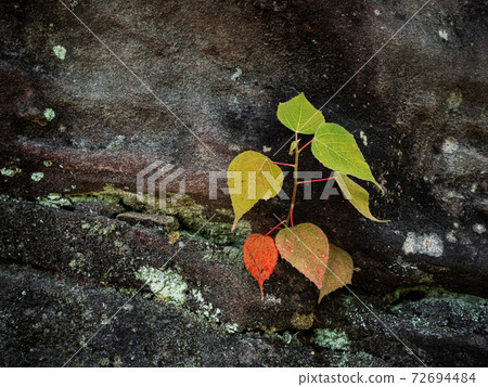 Young seeding tree grown from hard stone cracks - hope and success concept 72694484