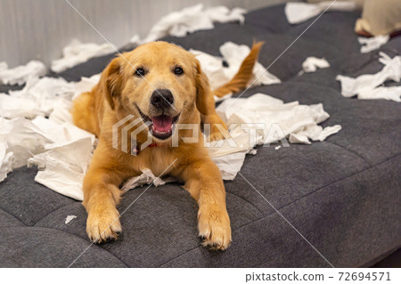 Smiling golden retriever dog playing white tissue paper at home 72694571
