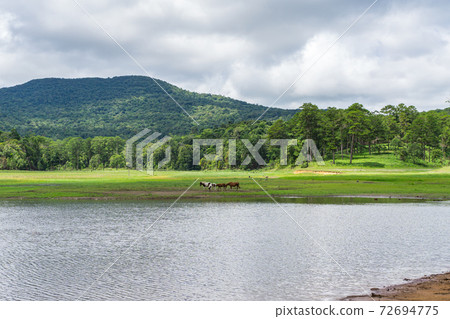 Idyllic scenery of highland and grazing pasture beside the lake Idyllic scenery of highland and grazing pasture beside the lake 72694775