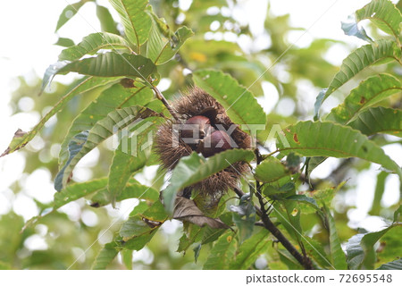 Chestnut fruit Chestnut fruit 72695548