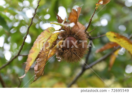 Chestnut fruit Chestnut fruit 72695549