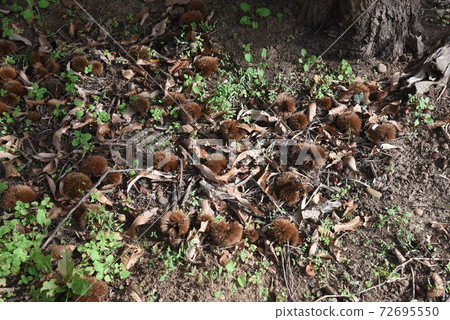 Chestnut fruit Chestnut fruit 72695550