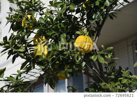 Shishiyuzu(Shishiyuzu),Oniyuzu(Oniyuzu) Shishiyuzu(Shishiyuzu),Oniyuzu(Oniyuzu) 72695621