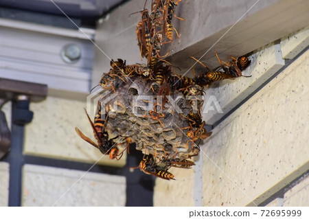 Raid of Vespa ducalis 72695999