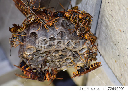 Nest of Polistes jokahamae attacked by Vespa ducalis 72696001