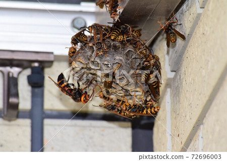 蘆之蜂和姬豆 72696003