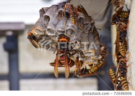 Vespa ducalis attacking the nest of paper wasps 72696006