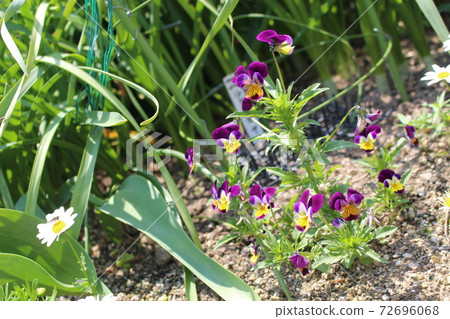 Pansy Hinata Bokko! Pansy Hinata Bokko! 72696068