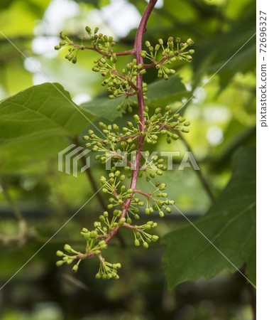 Grape flower 72696327