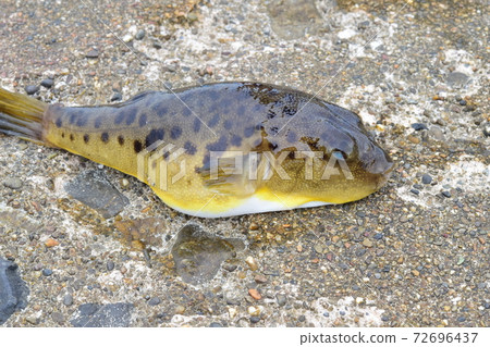 Higan fug Higan fug 72696437