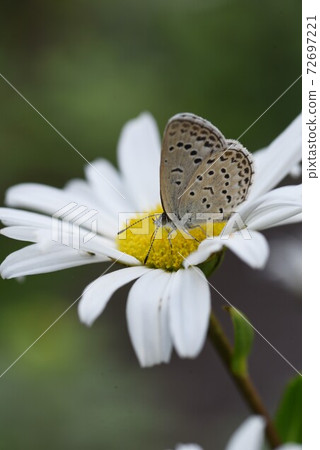 Hamagiku flowers and butterflies Hamagiku flowers and butterflies 72697221