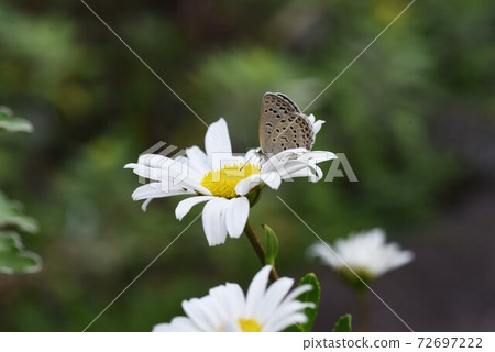 Hamagiku flowers and butterflies Hamagiku flowers and butterflies 72697222