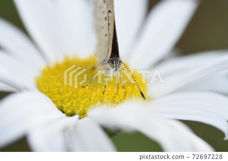 Hamagiku flowers and butterflies Hamagiku flowers and butterflies 72697228