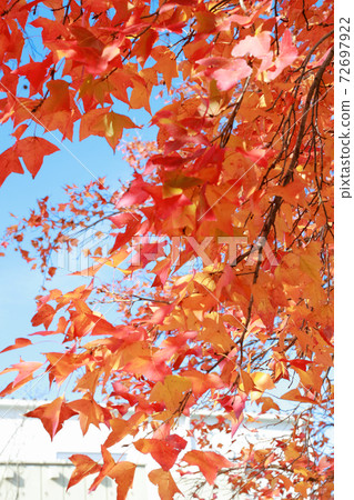 Hariki淨水廠的秋葉 72697922