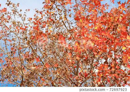 Autumn leaves at Harigijosuiba 72697923