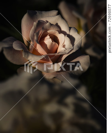 Rose   72698077