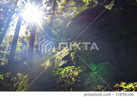 Nature Nature 72698100