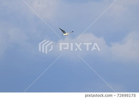 Seagull's flight Seagull's flight 72698178