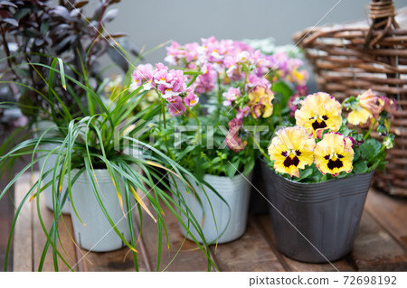 Image of group planting and winter flowers 72698192