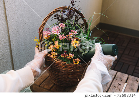 Group planting, hobbies, winter gardening image Group planting, hobbies, winter gardening image 72698314