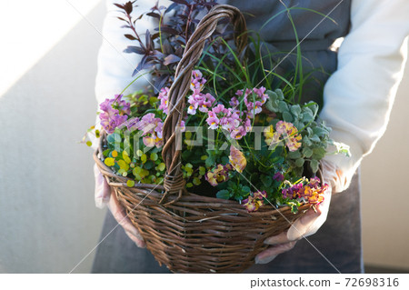 Group planting, hobbies, winter gardening image Group planting, hobbies, winter gardening image 72698316