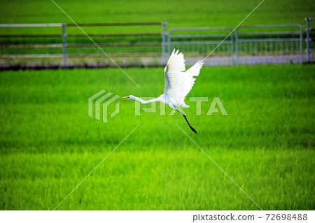 白鷺在Ebi名字04的稻田裡跳舞 72698488