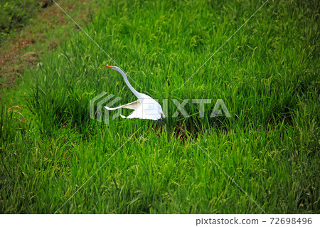 Egret dancing in the paddy field of Ebina 12 72698496