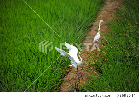 Egret dancing in the paddy field of Ebina 28 72698514