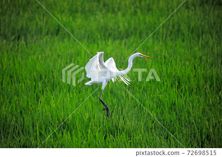 Egret dancing in the paddy field of Ebina 29 72698515