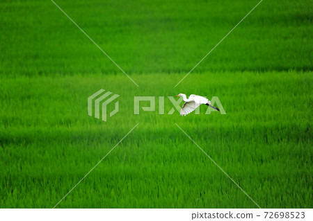 Egret dancing in the paddy field of Ebina 36 72698523