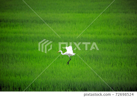Egret dancing in the paddy field of Ebina 37 72698524
