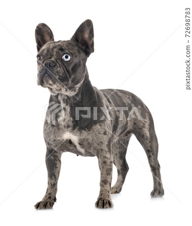 french bulldog in studio 72698783